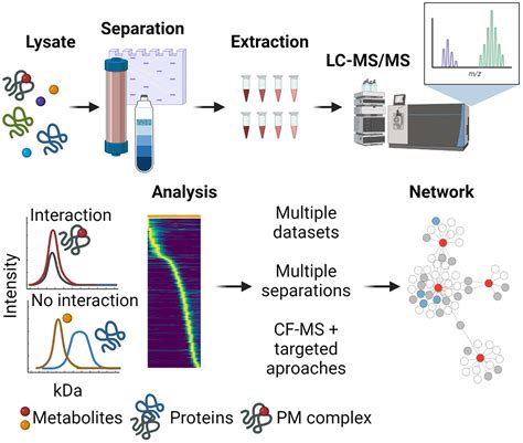 Fractionation mass spectrometry  However, the analysis of proteomes is usually hindered by the vast amounts of proteins, especially since the larger, more abundant proteins tend to inhibit the signal of lower abundance proteins